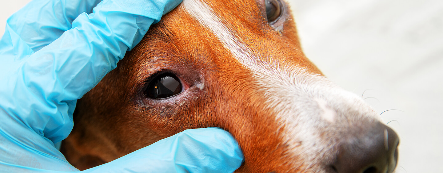 Dog Conjunctivitis Symptoms and Treatment Purina